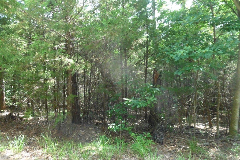 0.25 acres in Van Zandt County gallery image 4