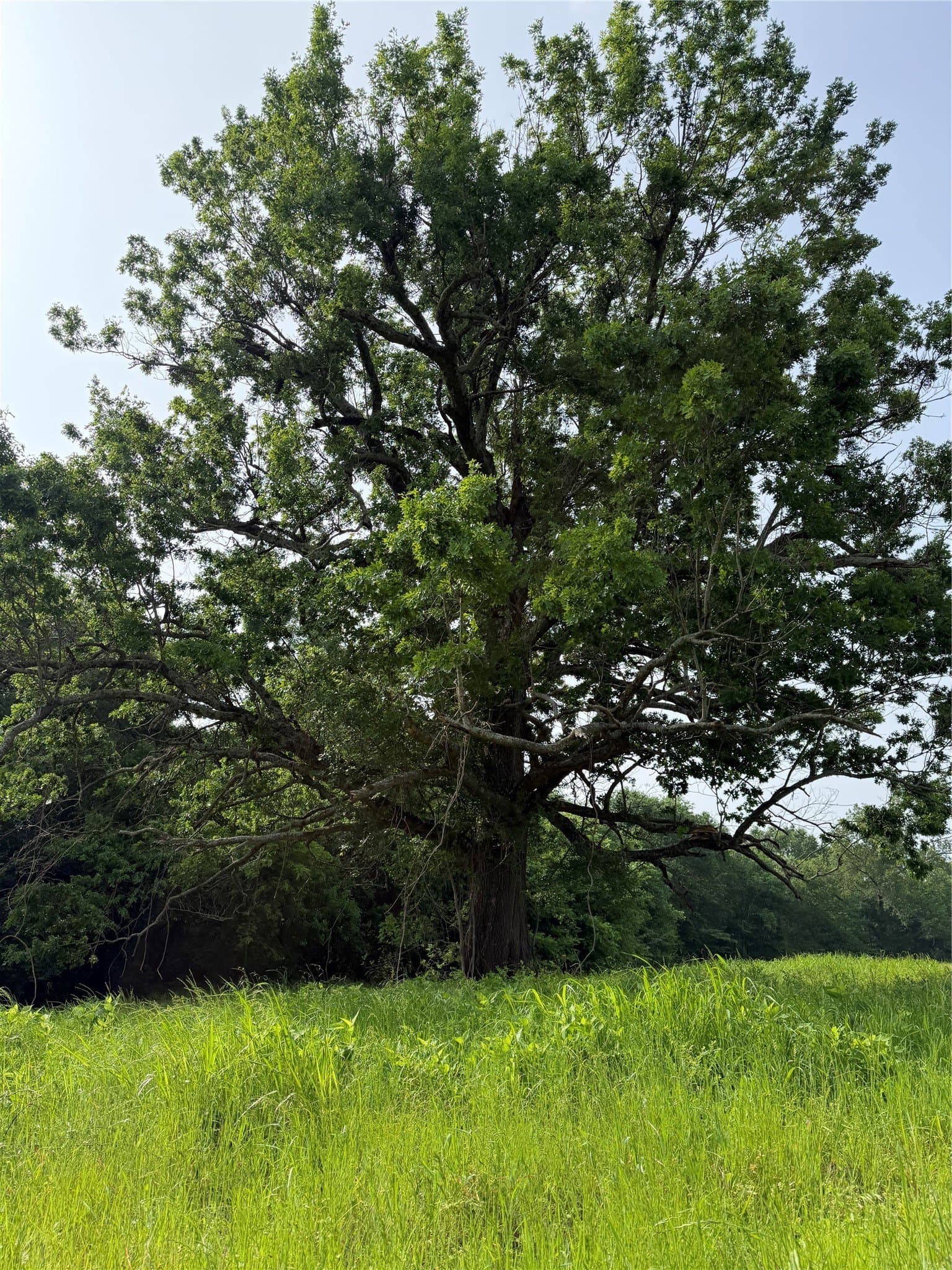 26 acres in Hopkins County - photo 8
