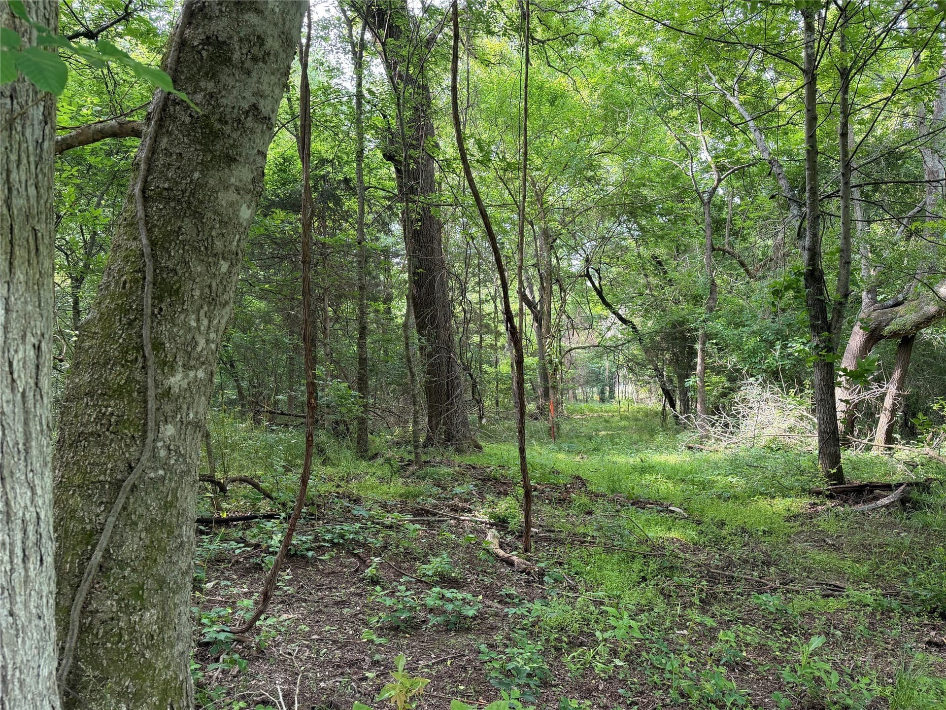 26 acres in Hopkins County - photo 5