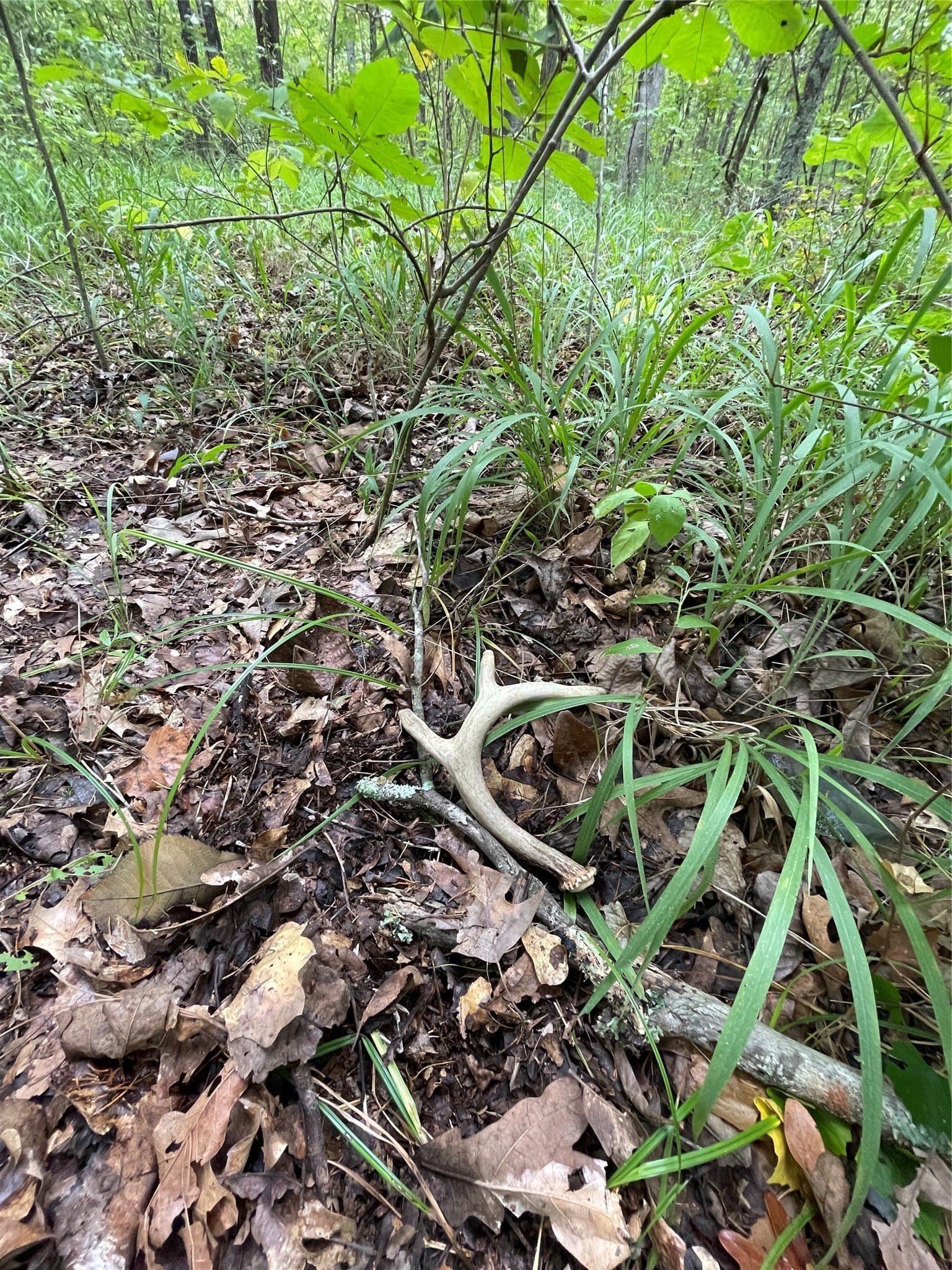16.57 acres in Titus County - photo 4