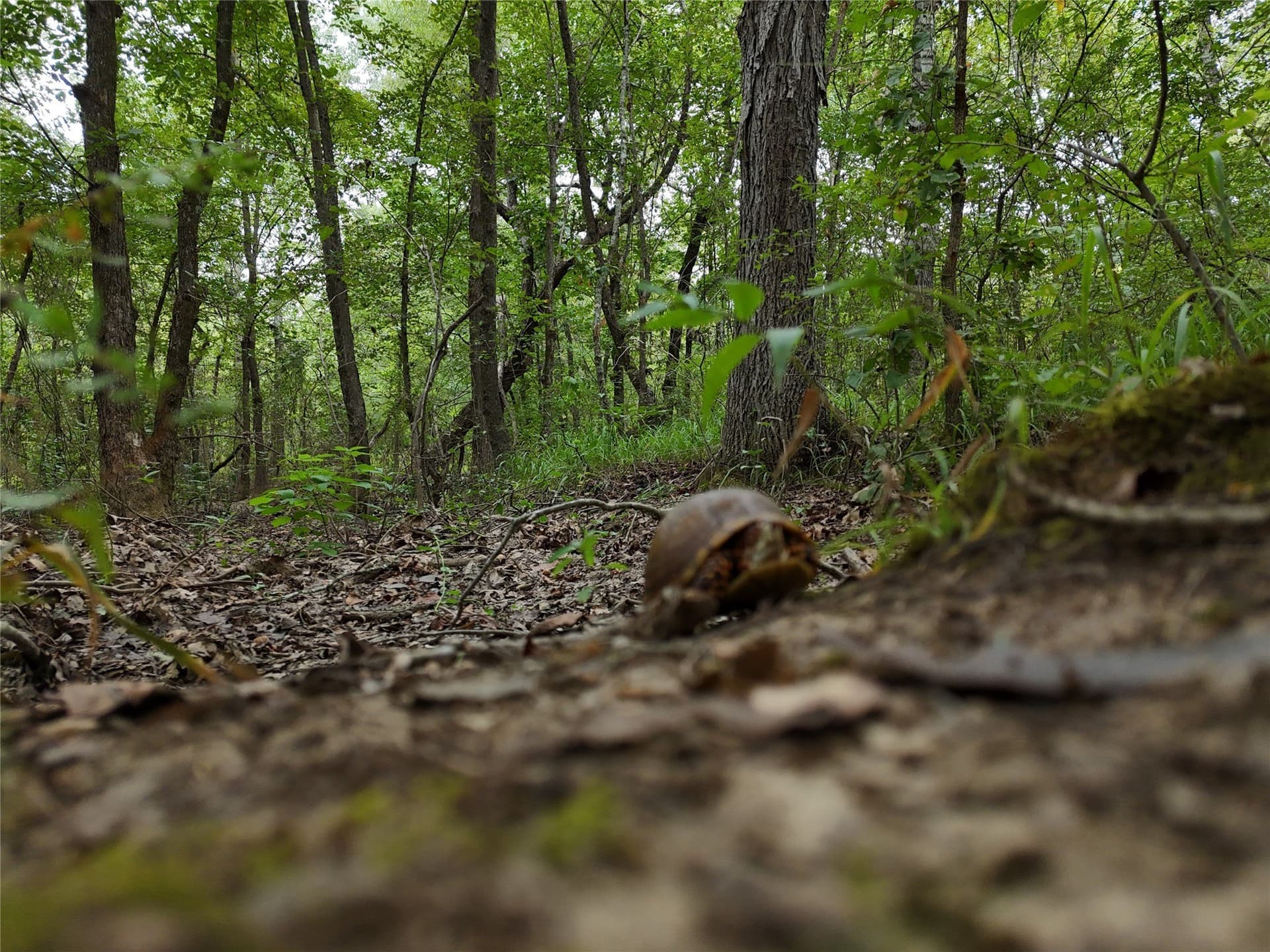 16.57 acres in Titus County - photo 15