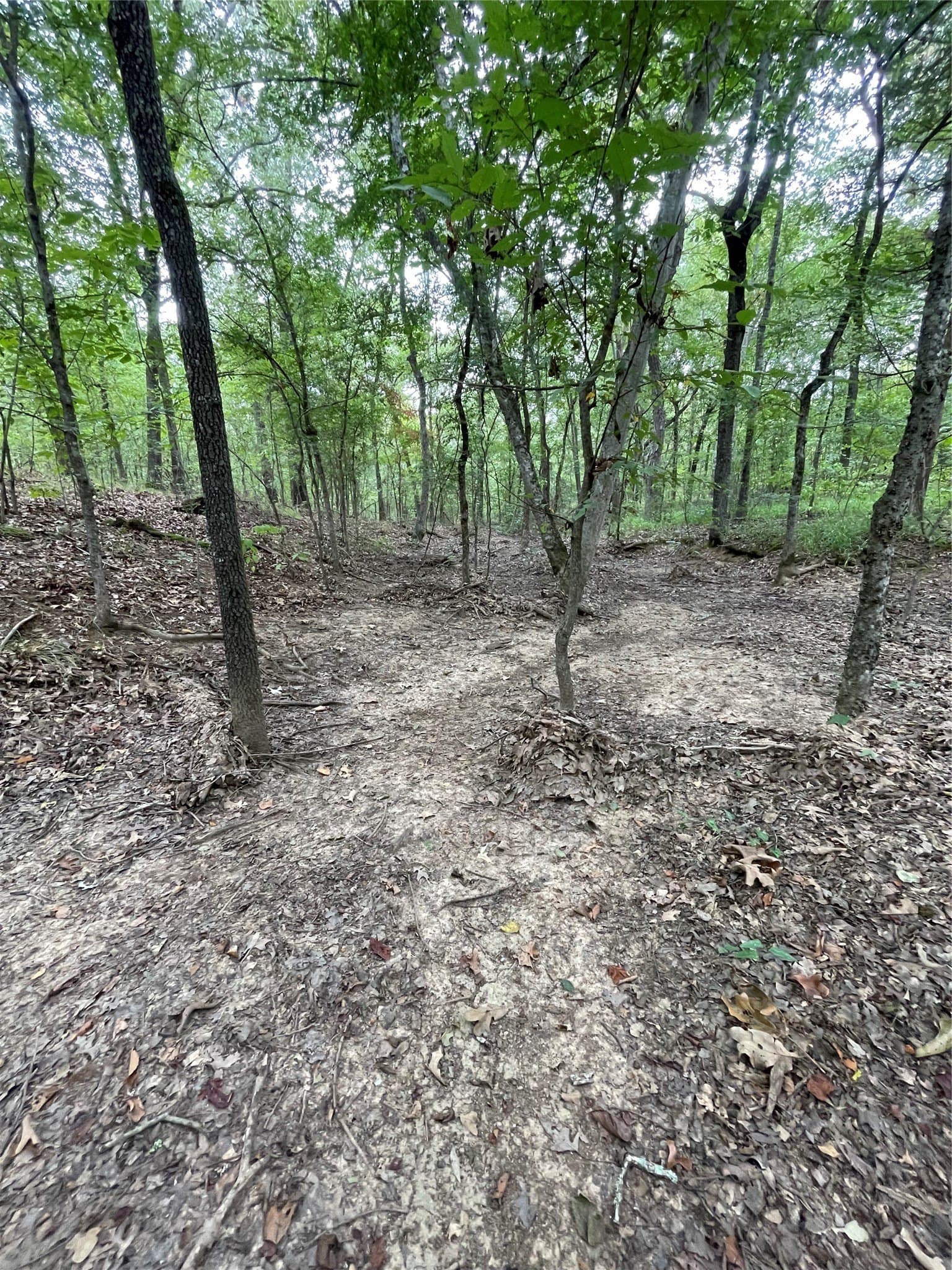 16.57 acres in Titus County - photo 5