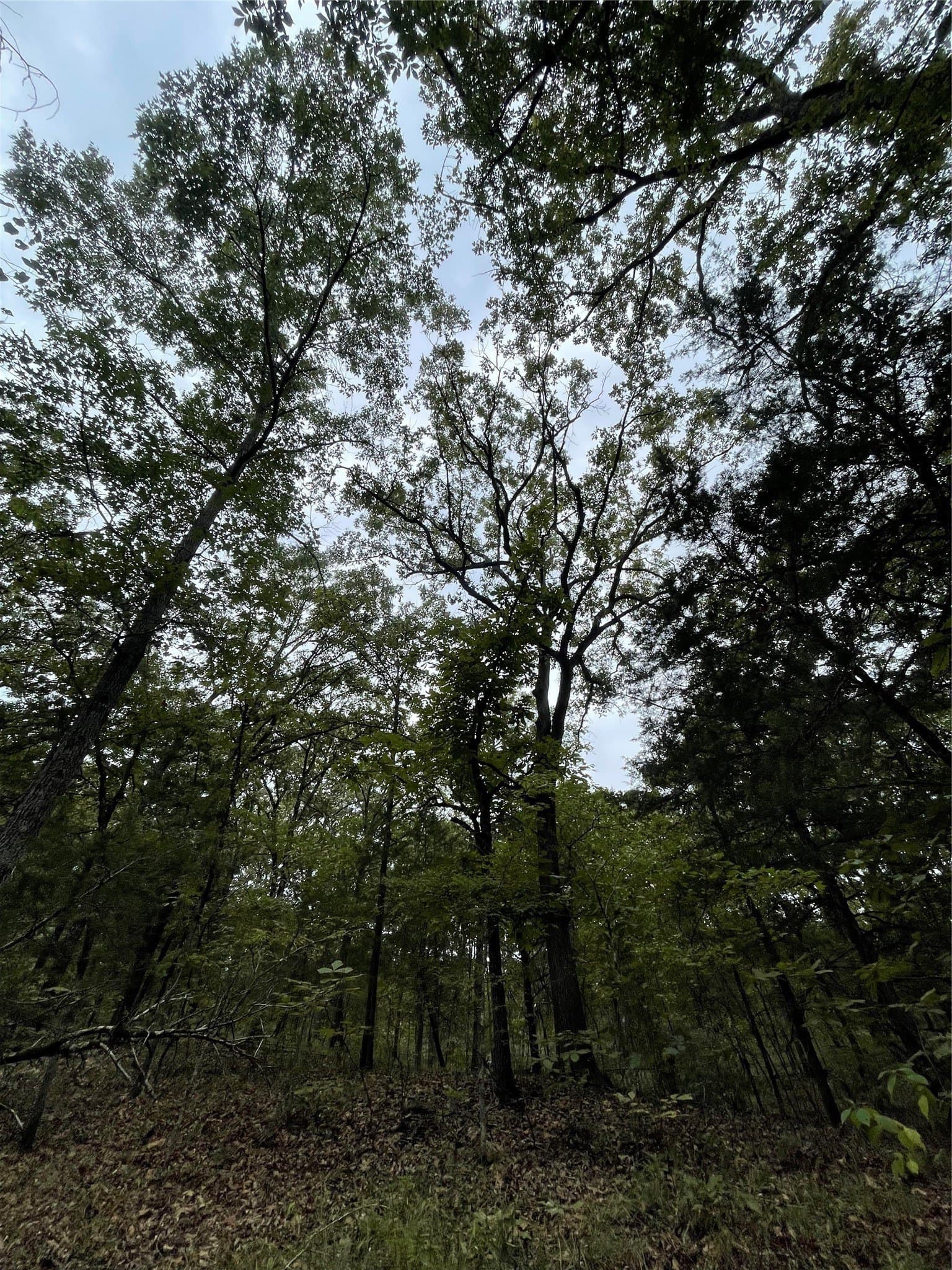 16.57 acres in Titus County - photo 7