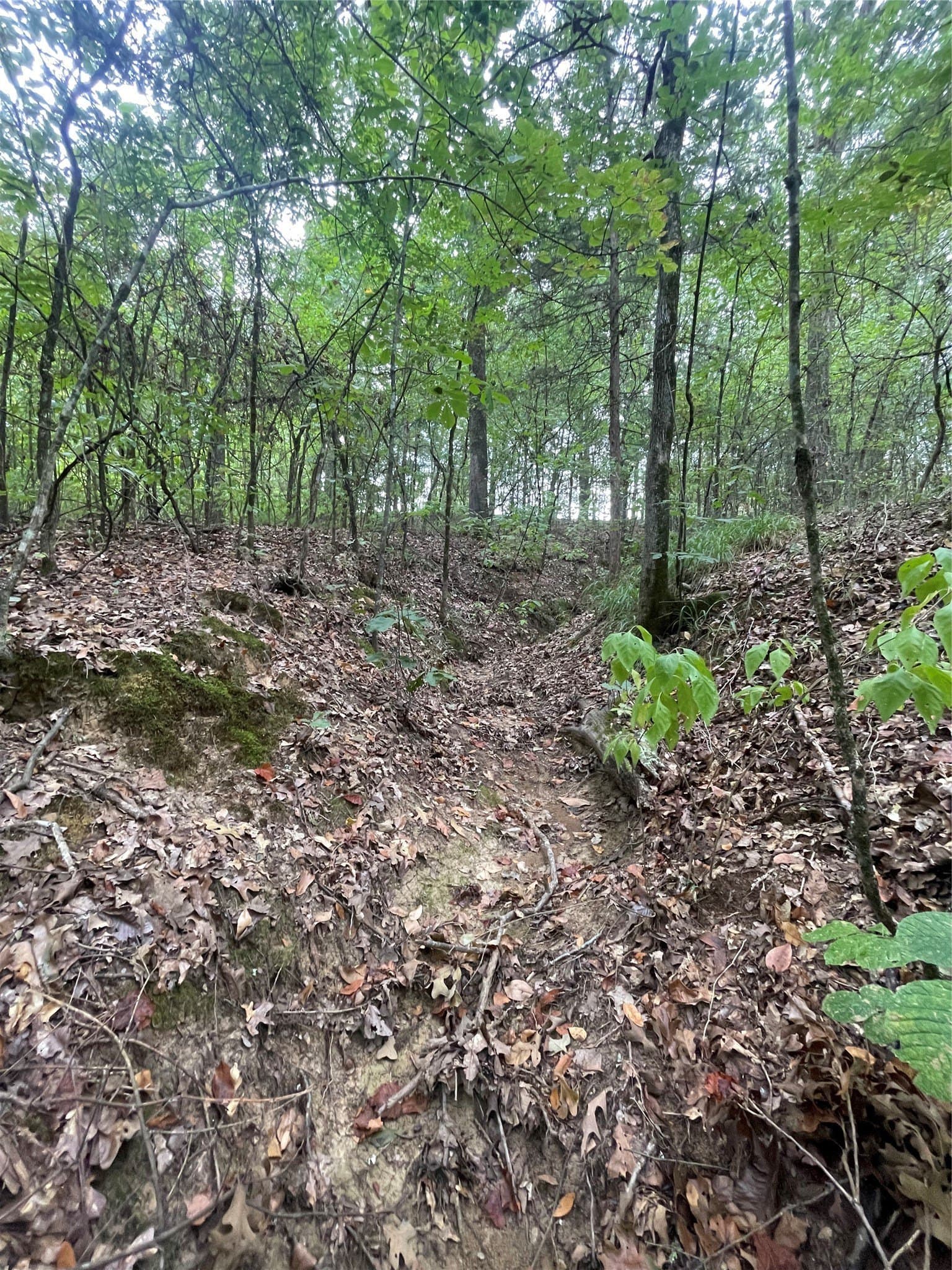 16.57 acres in Titus County - photo 11