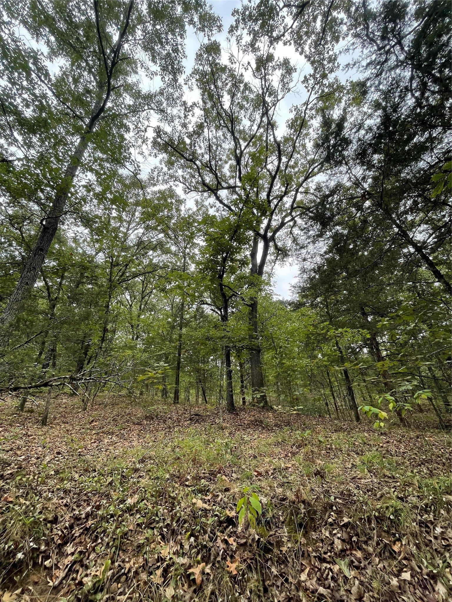 16.57 acres in Titus County - photo 8