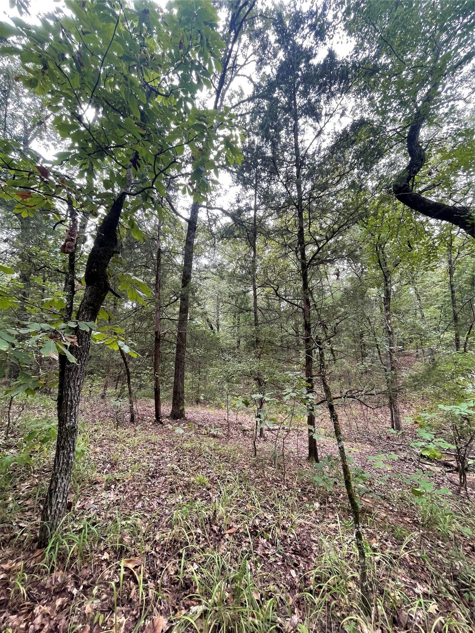 16.57 acres in Titus County - photo 10