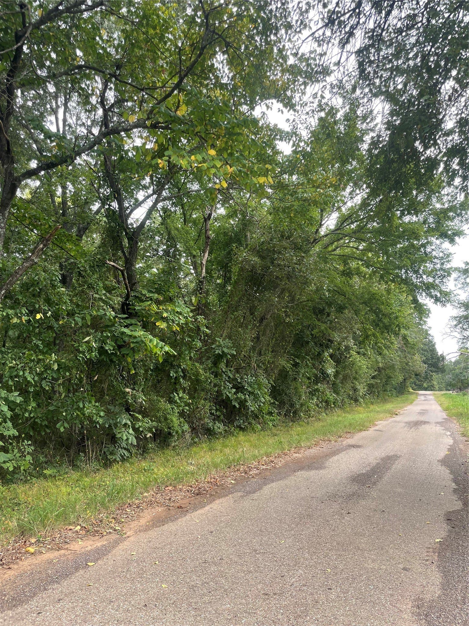 16.57 acres in Titus County - photo 13