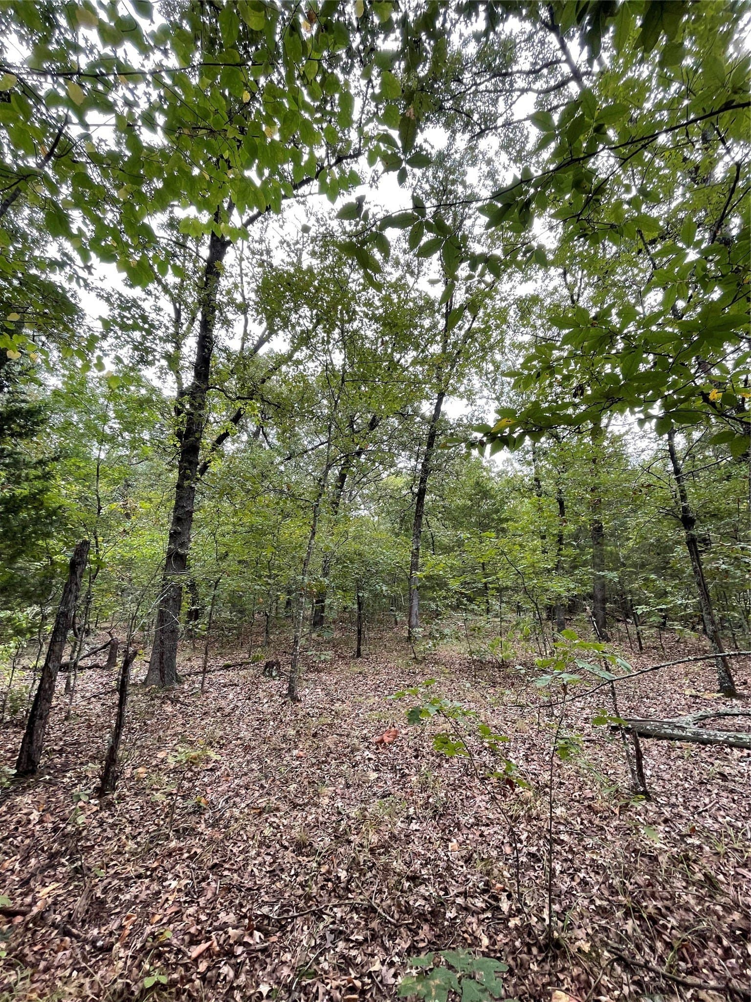 16.57 acres in Titus County - photo 12