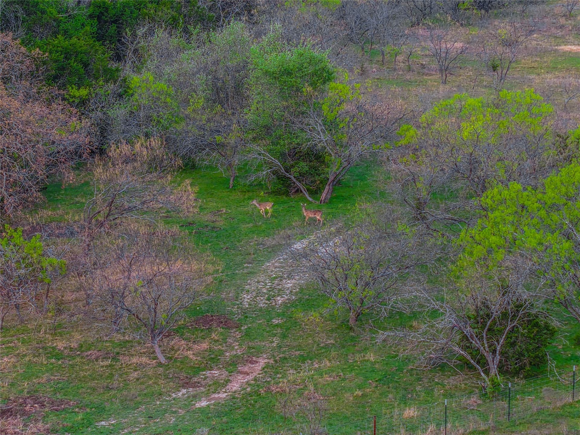 351.23 acres in Coryell County - photo 8