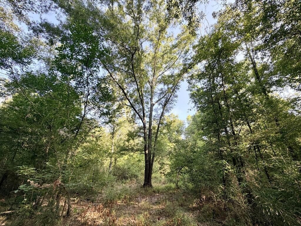 200 acres in Texas County - photo 35