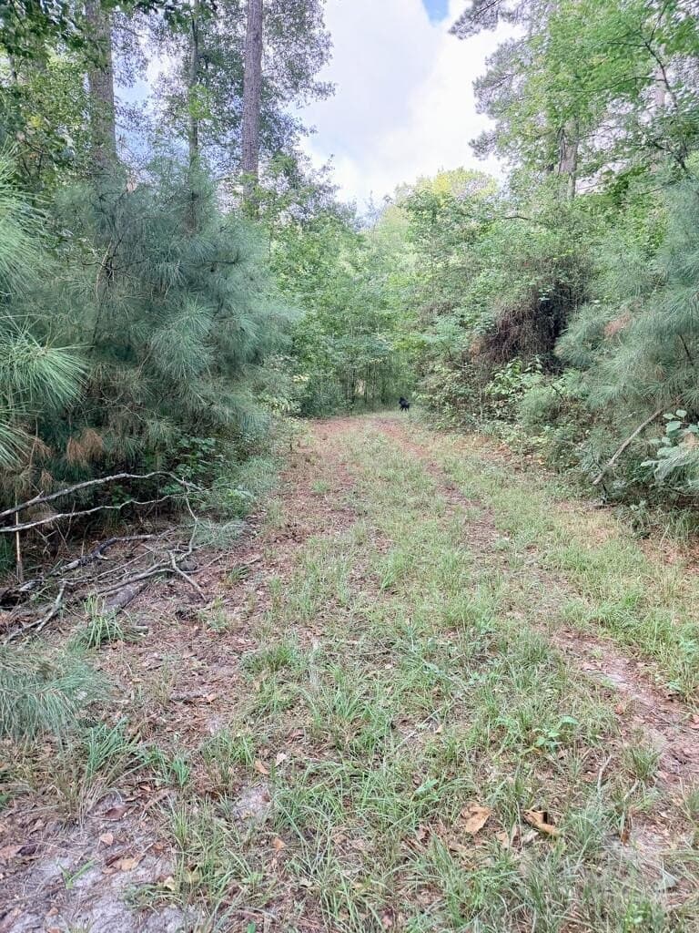 200 acres in Texas County - photo 6