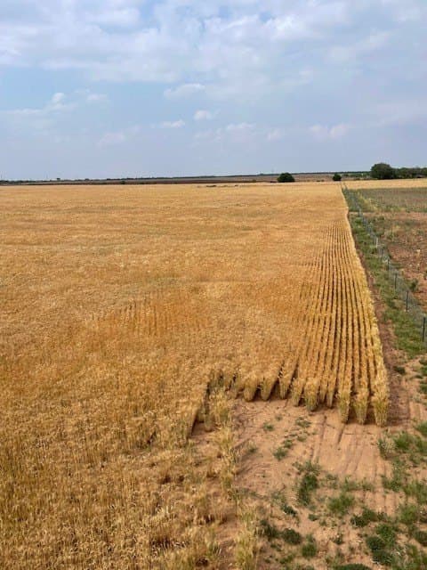 45 acres in Runnels County gallery image 4