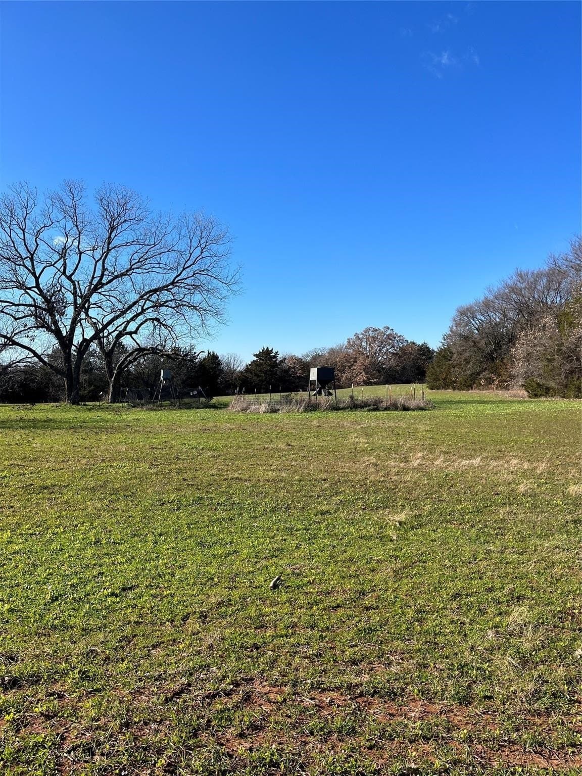 76.55 acres in Cooke County gallery image 3