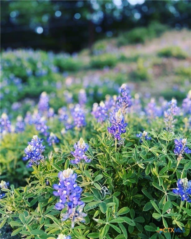 80 acres in Caldwell County gallery image 2