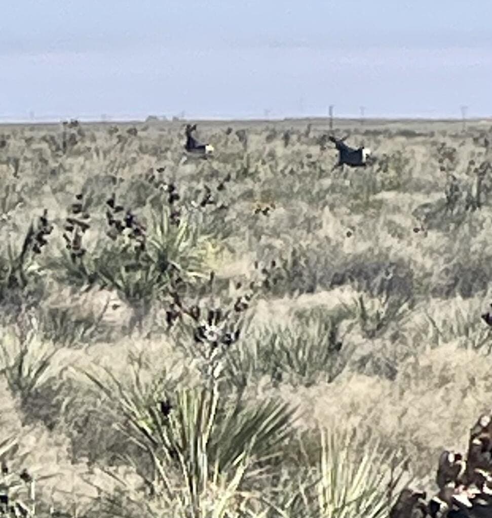 80 acres in Andrews County - photo 36