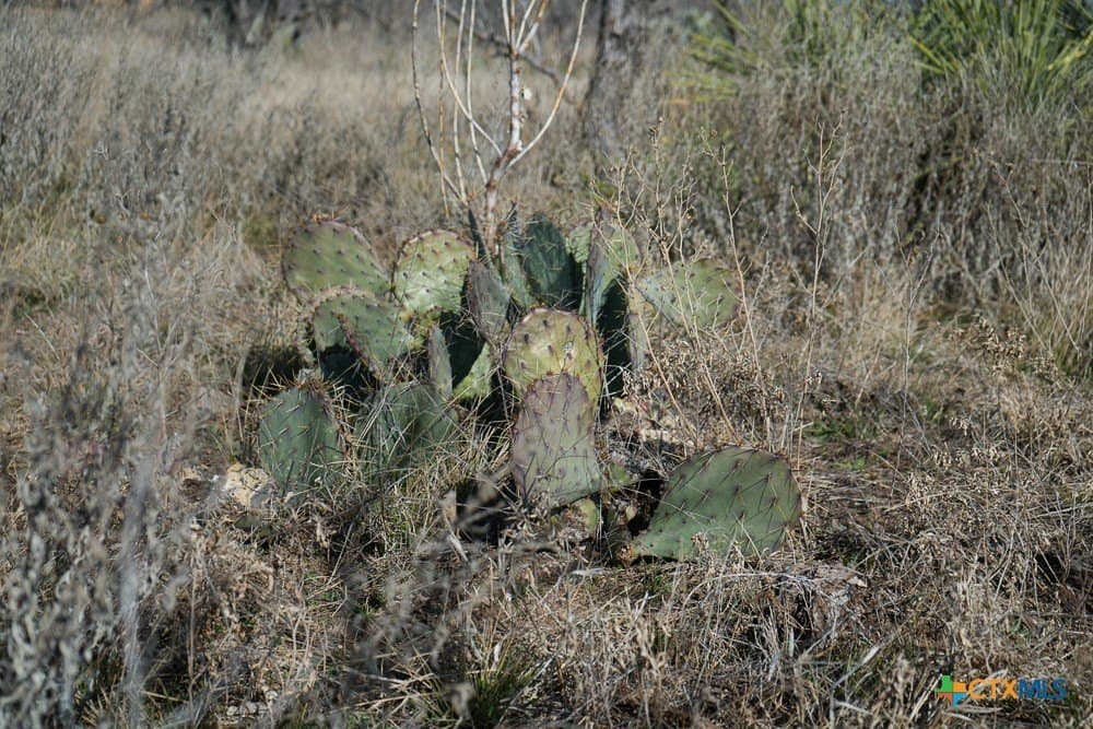 43 acres in McCulloch County - photo 17