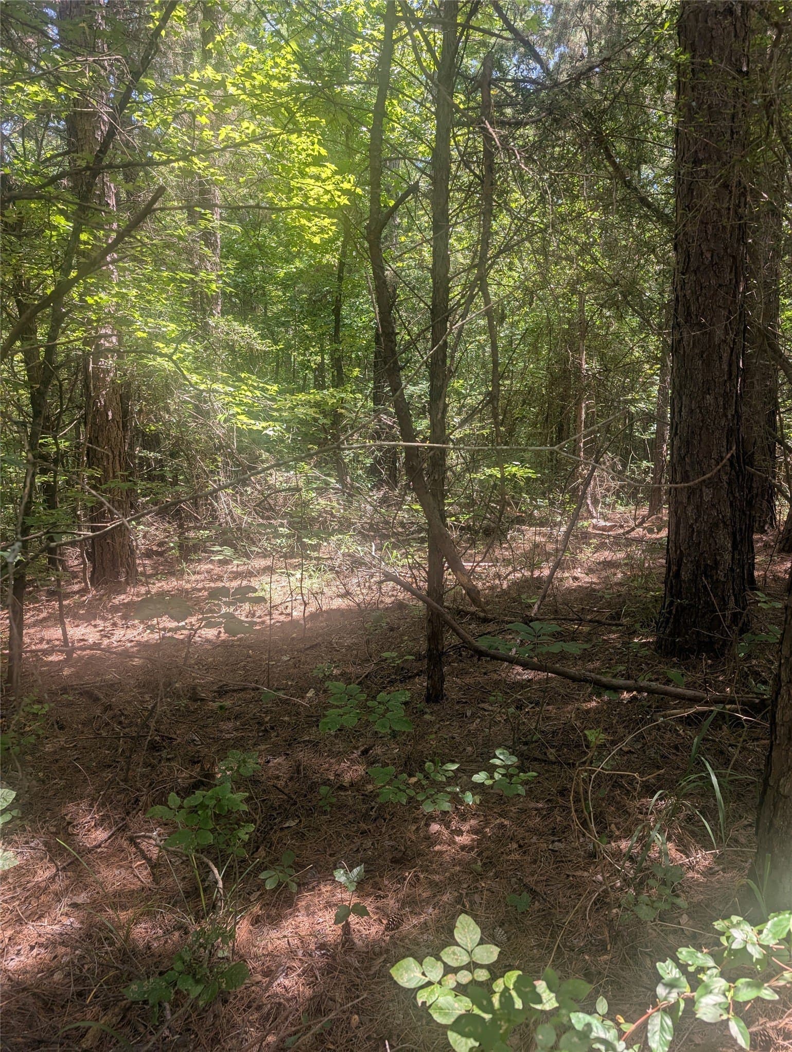 9.23 acres in Wood County gallery image 3
