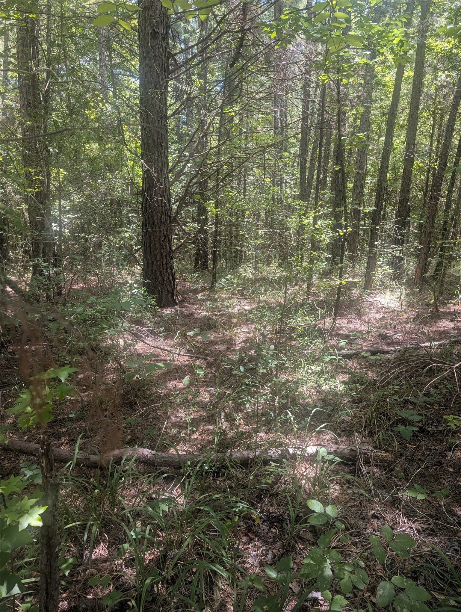 9.23 acres in Wood County gallery image 2