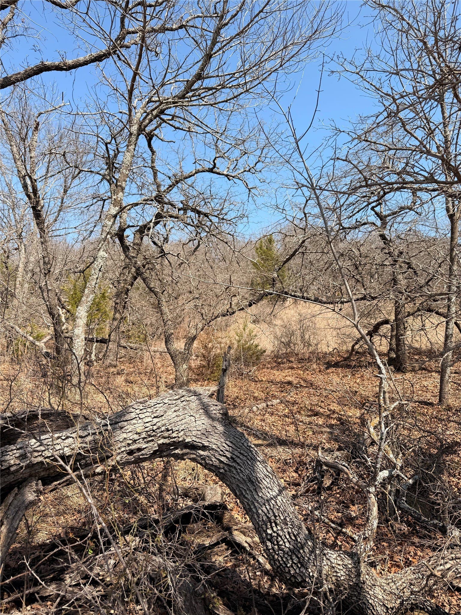 2.01 acres in Montague County gallery image 3