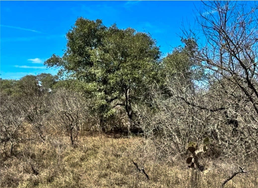 15.01 acres in Bee County gallery image 2