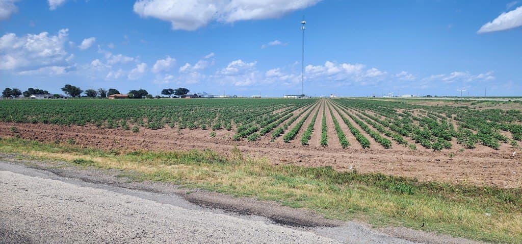 13.74 acres in Tom Green County gallery image 4