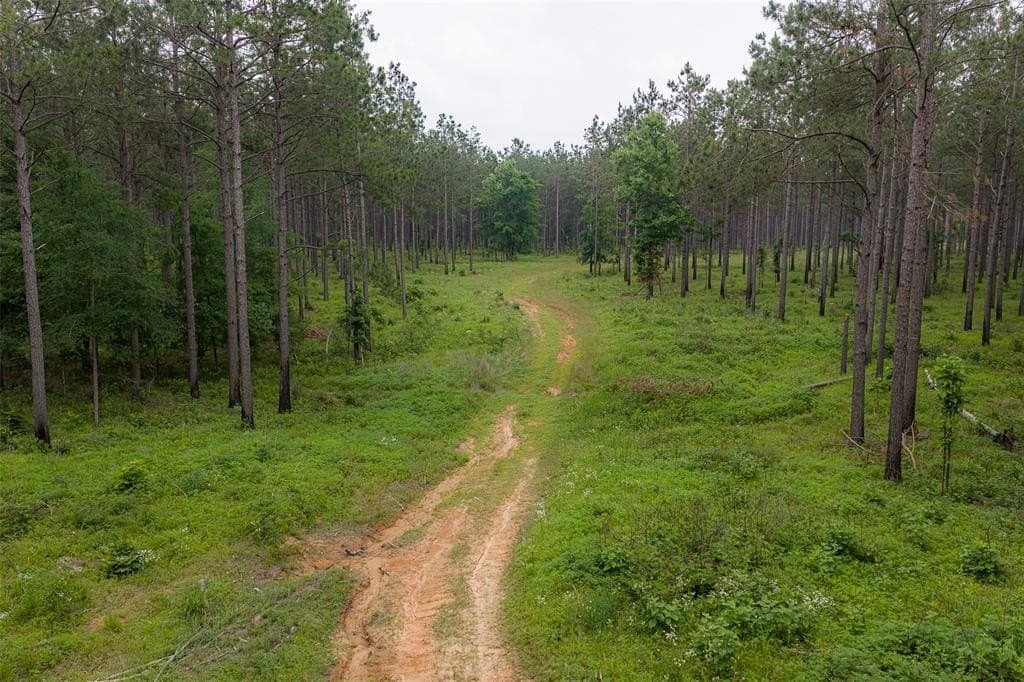 150 acres in Panola County gallery image 3