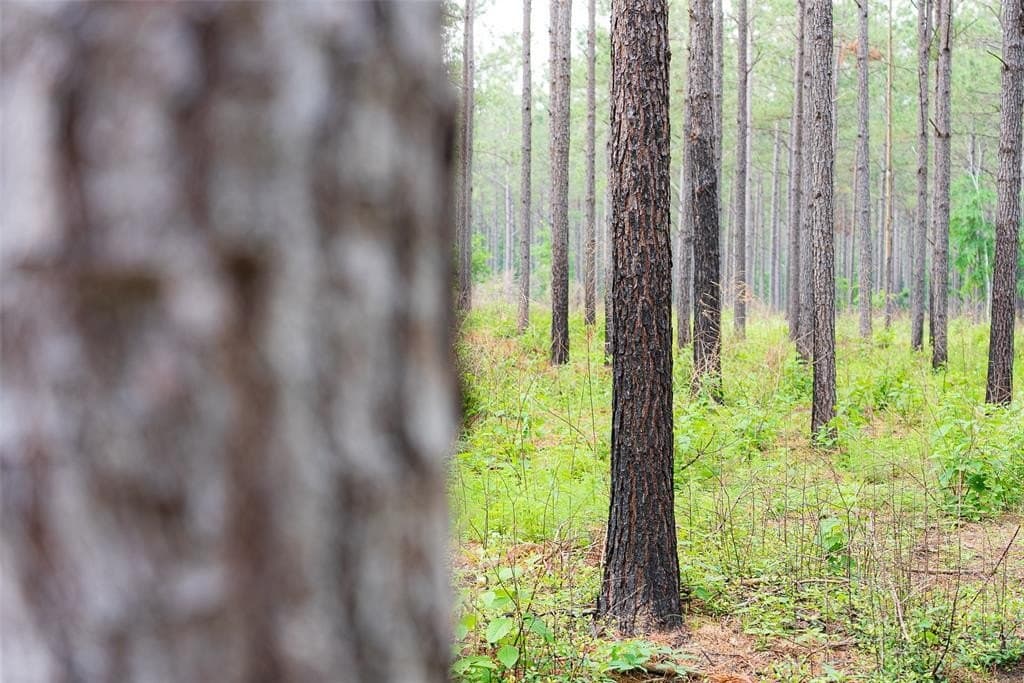 150 acres in Panola County gallery image 2