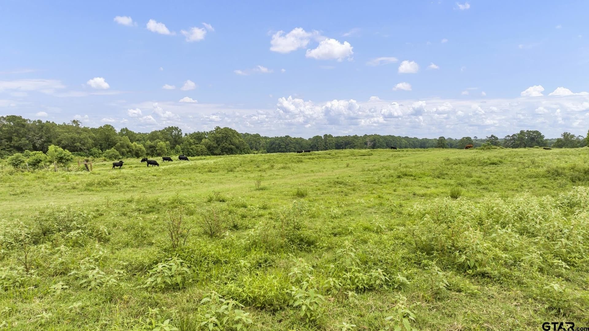 93.98 acres in Panola County - photo 21