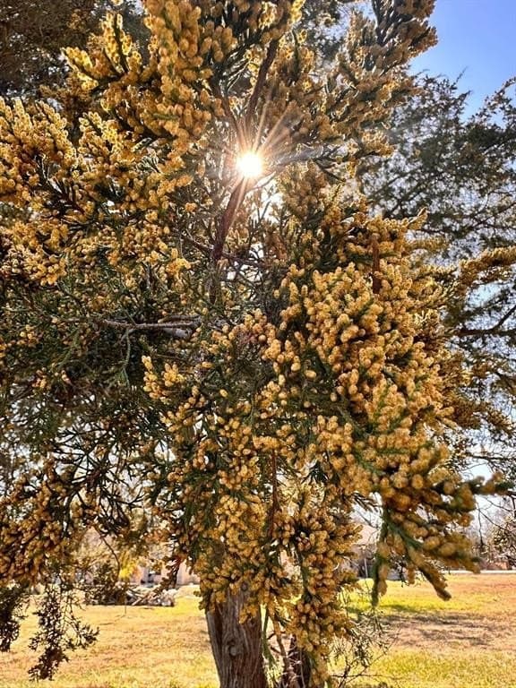 0.7 acres in Dallas County gallery image 4