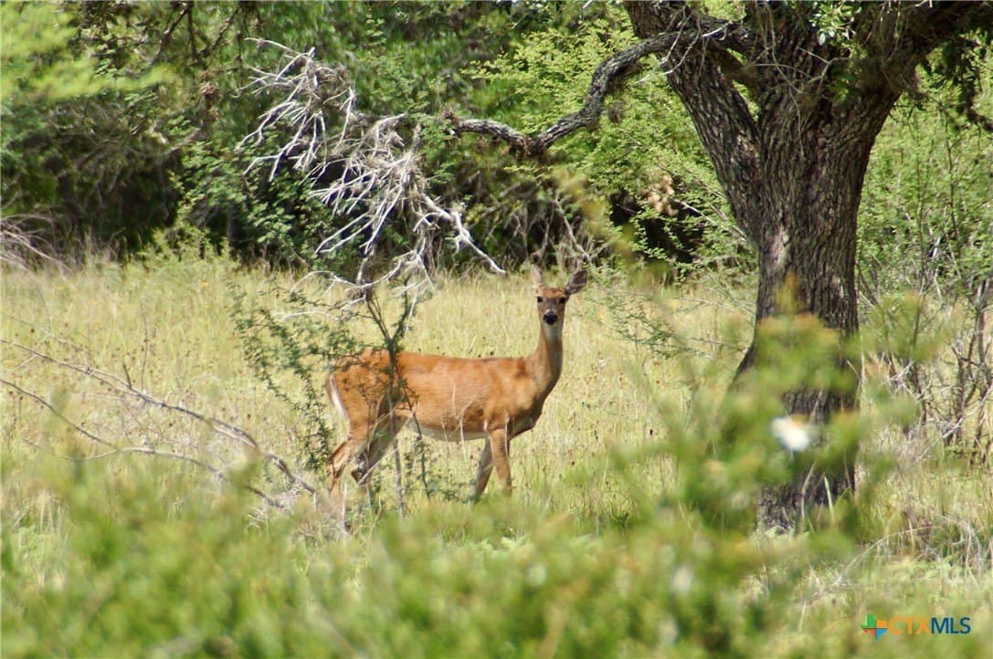 97.2 acres in DeWitt County - photo 25