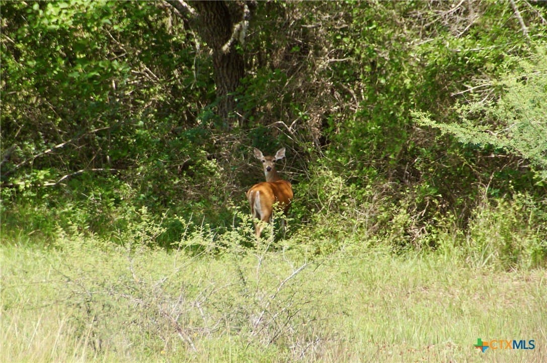 97.2 acres in DeWitt County - photo 34