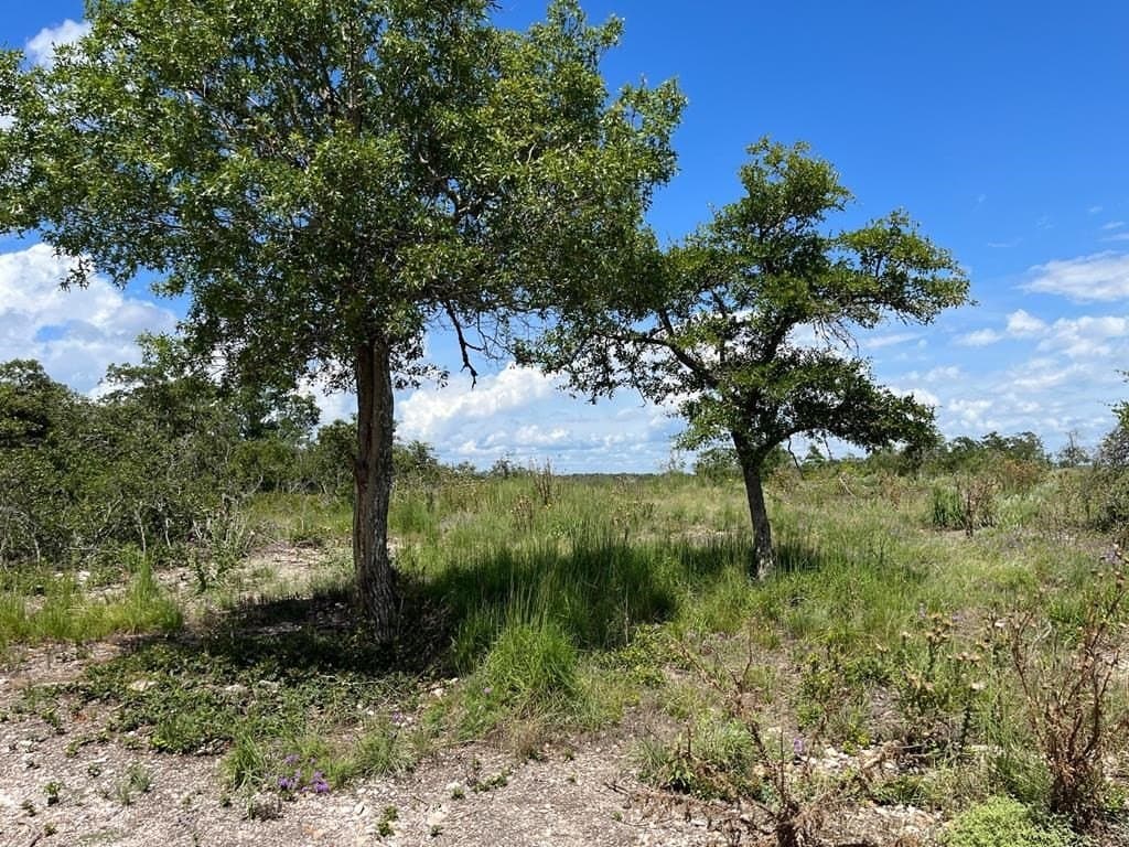 12.2 acres in Gillespie County gallery image 4