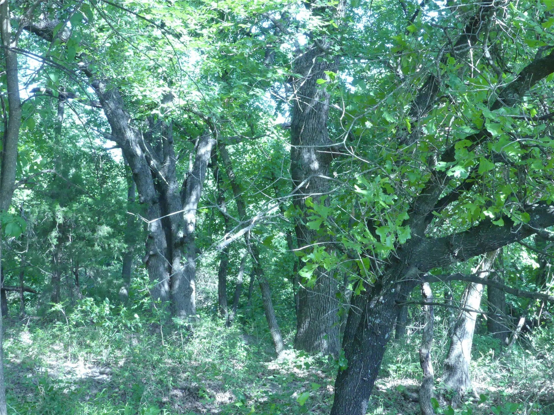 29.76 acres in Montague County - photo 22