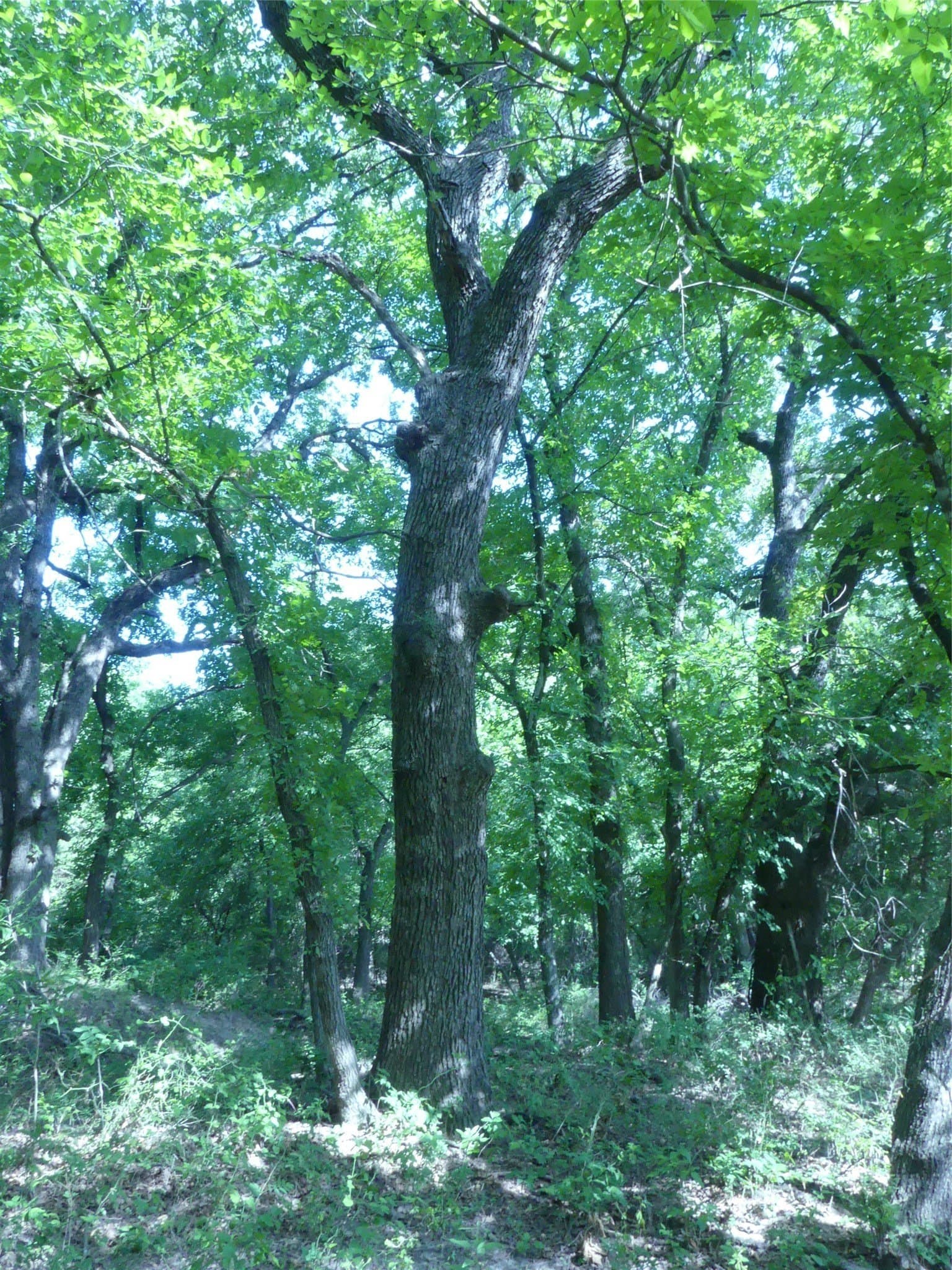 29.76 acres in Montague County - photo 23
