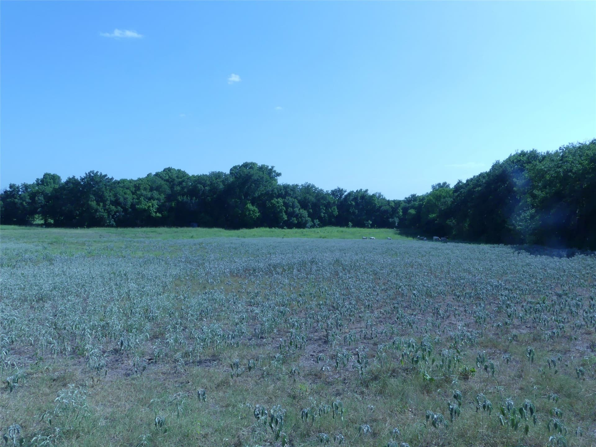 29.76 acres in Montague County - photo 3