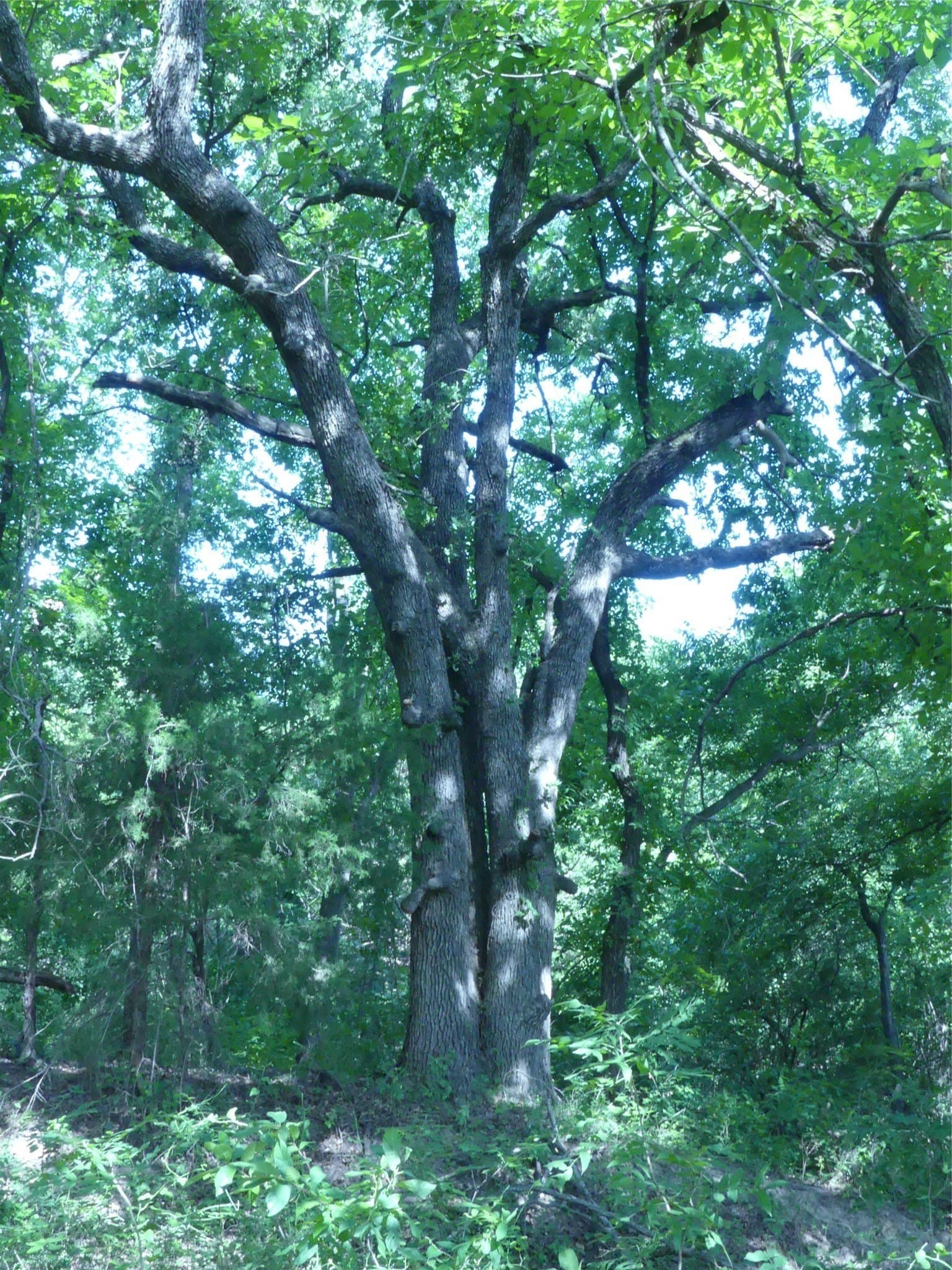29.76 acres in Montague County - photo 25