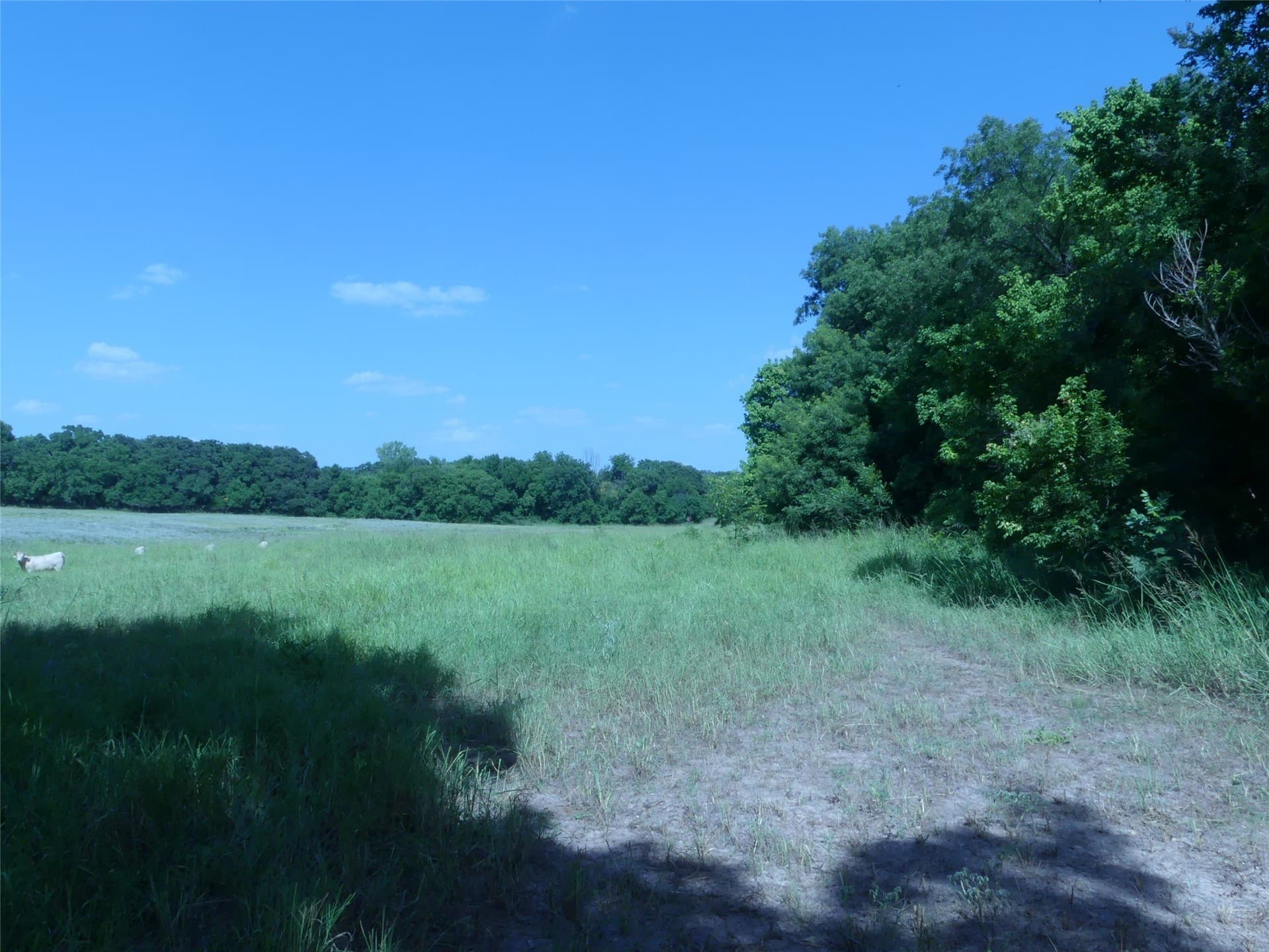 29.76 acres in Montague County - photo 6
