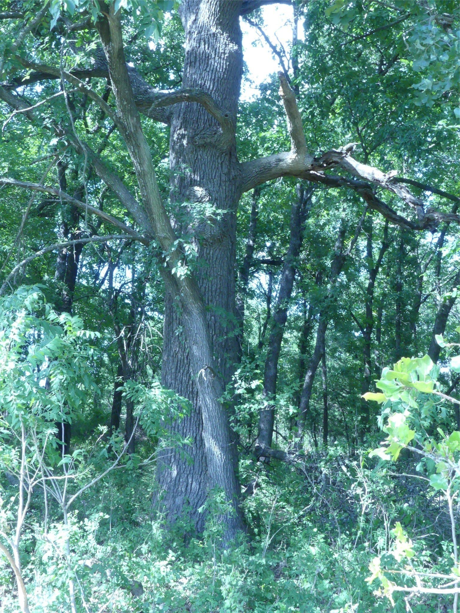 29.76 acres in Montague County - photo 21