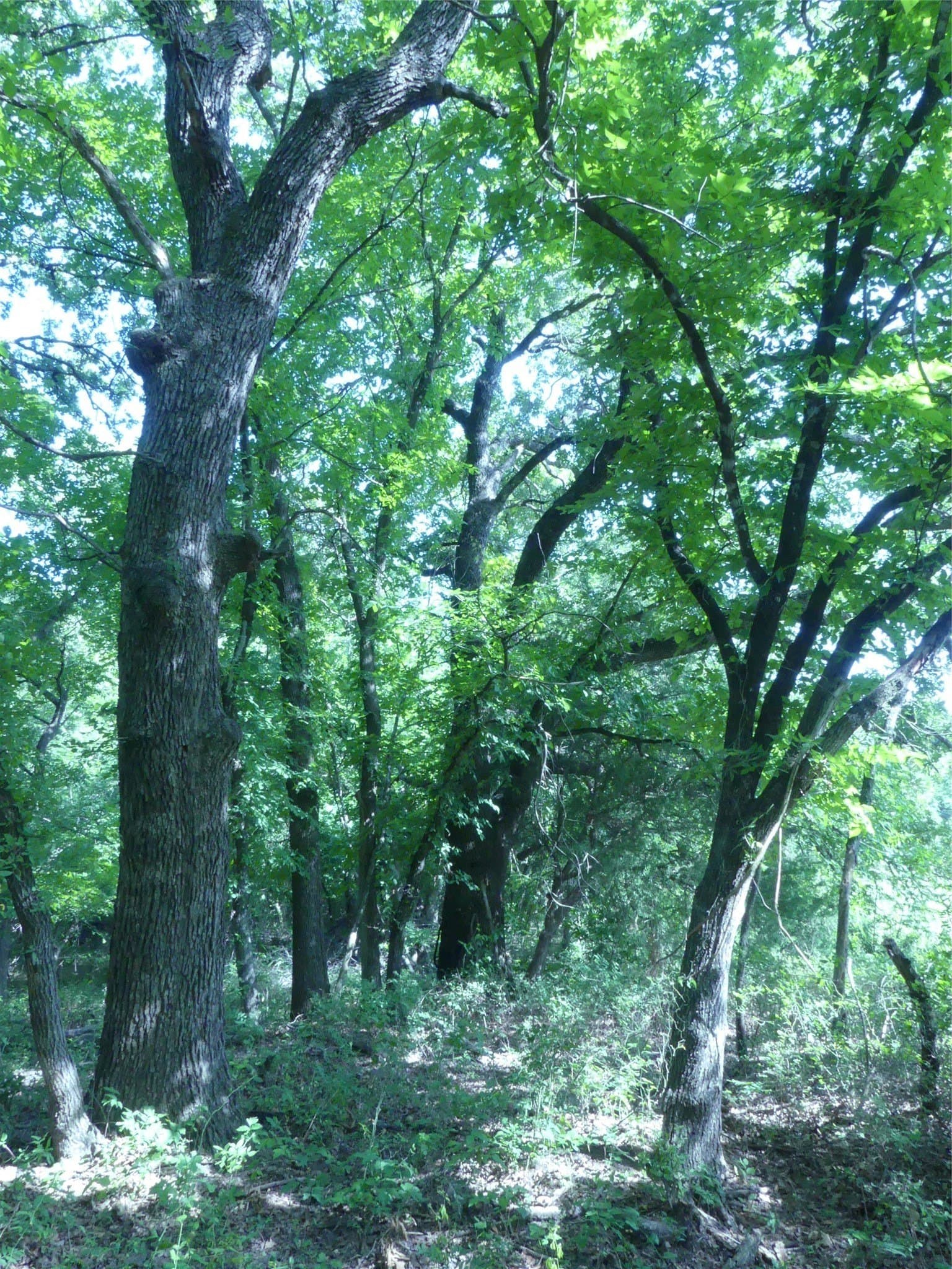 29.76 acres in Montague County - photo 24