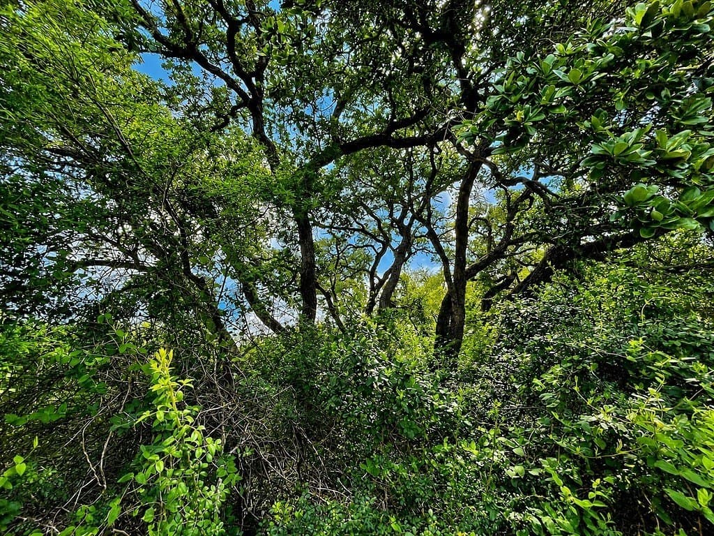 7.31 acres in Colorado County featured view