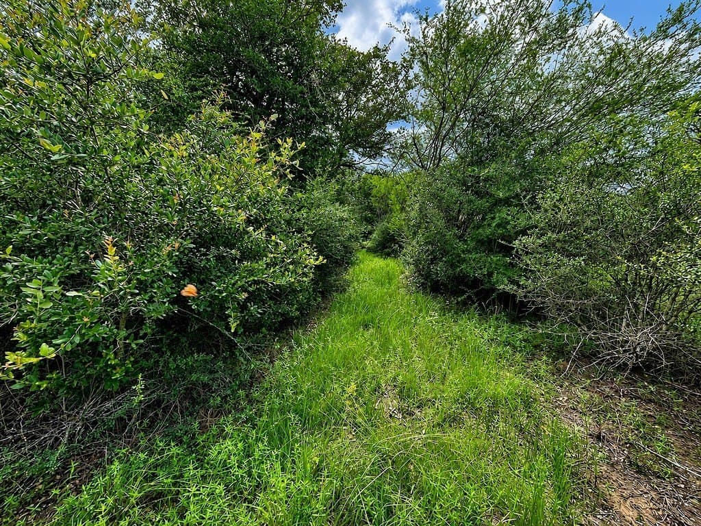 7.31 acres in Colorado County gallery image 4