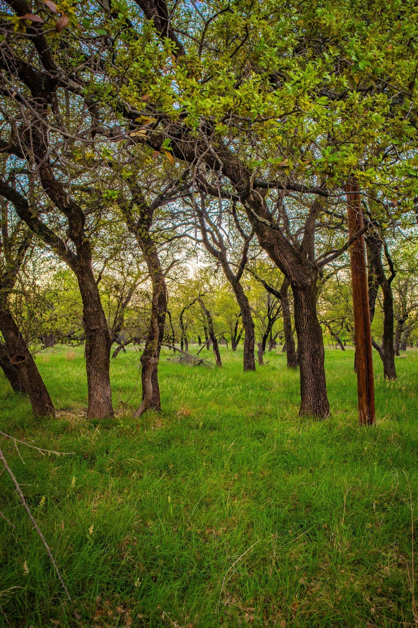 0.79 acres in Palo Pinto County - photo 28
