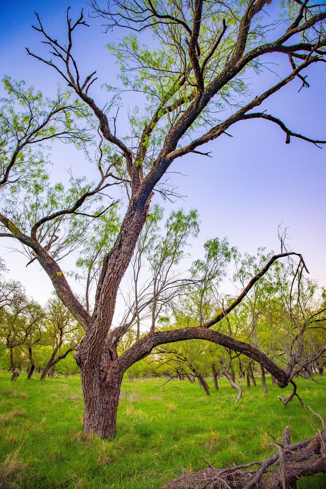 0.79 acres in Palo Pinto County - photo 15