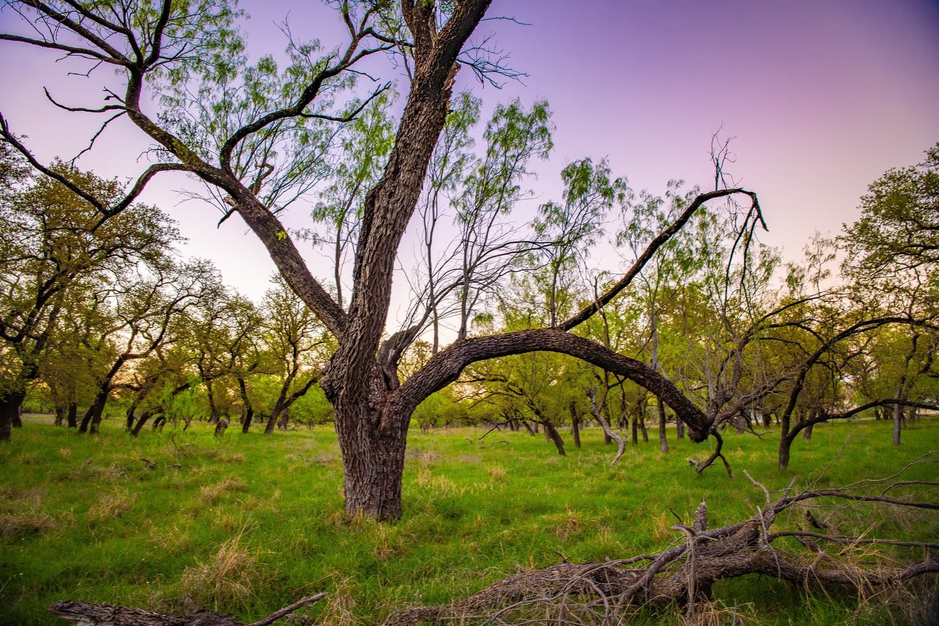 0.79 acres in Palo Pinto County - photo 14