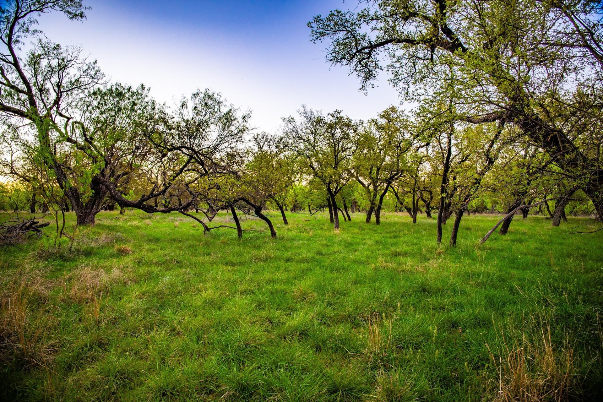 0.79 acres in Palo Pinto County - photo 25