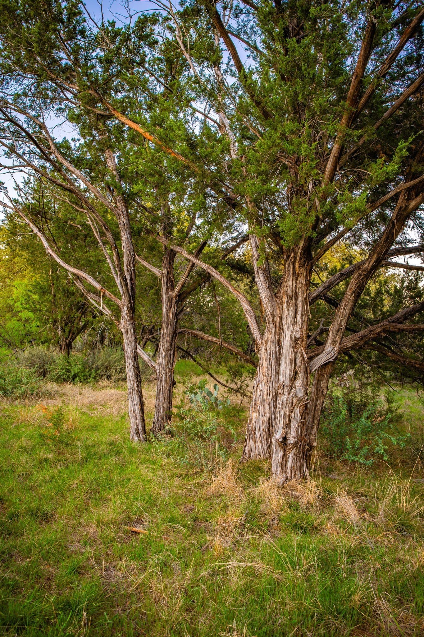 0.79 acres in Palo Pinto County - photo 12