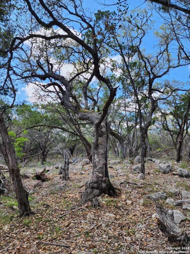 0.73 acres in Comal County gallery image 4