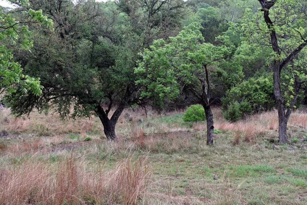 19.22 acres in Kerr County gallery image 4