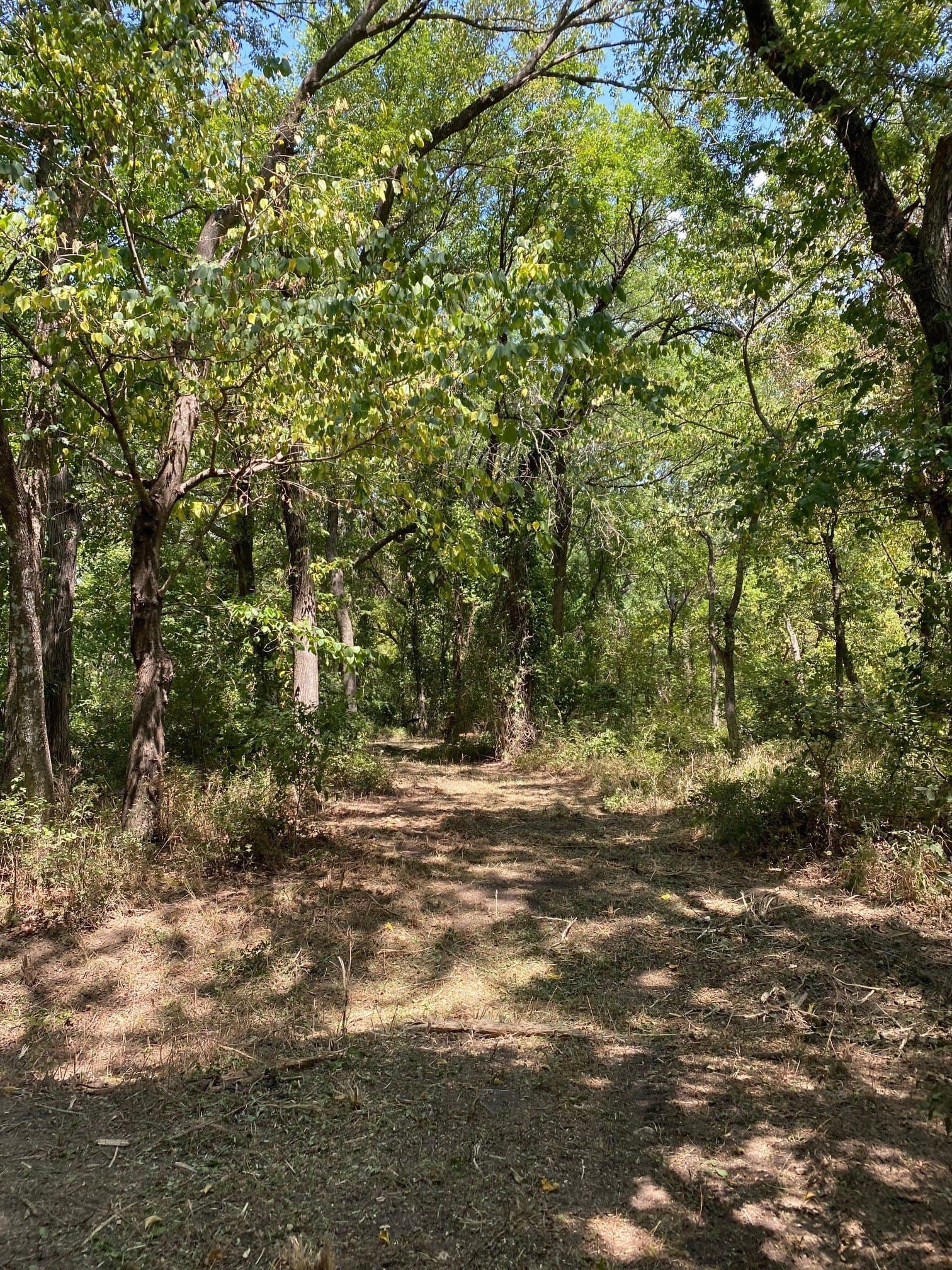 156.75 acres in Limestone County - photo 19