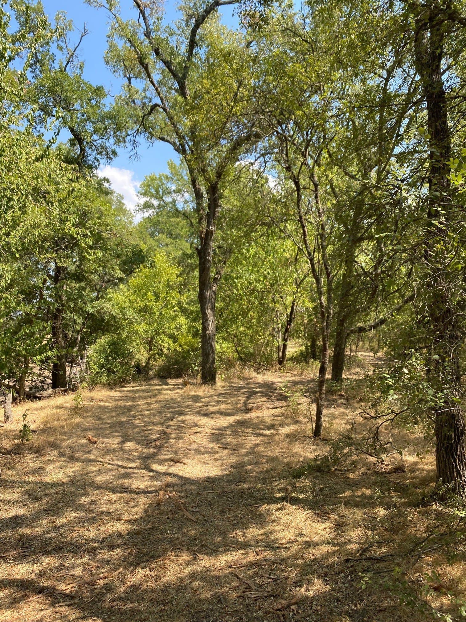 156.75 acres in Limestone County - photo 10